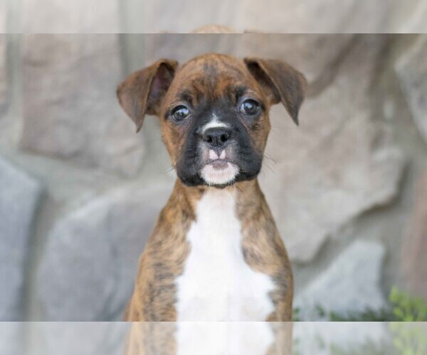 Medium Photo #1 Boxer Puppy For Sale in SHILOH, OH, USA