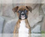 Small Boxer