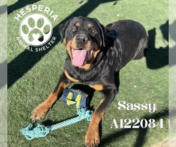 Medium Photo #1 Rottweiler Puppy For Sale in HESPERIA, CA, USA