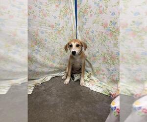 Labrador Retriever-Unknown Mix Dogs for adoption in Rosenberg, TX, USA