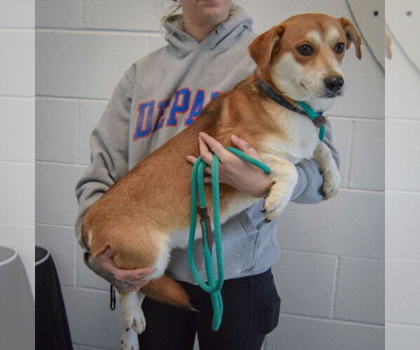 Medium Photo #2 Beagle-Unknown Mix Puppy For Sale in Huntley, IL, USA