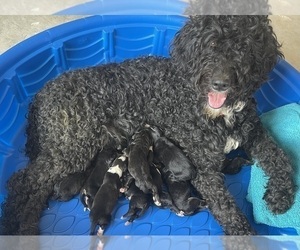 Mother of the Bernedoodle puppies born on 04/09/2022