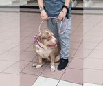 Small #3 American Staffordshire Terrier Mix