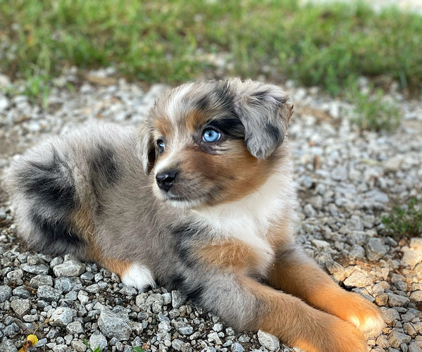 Medium Photo #3 Miniature Australian Shepherd Puppy For Sale in PERU, NE, USA