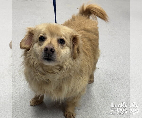 Medium Photo #2 Pomeranian-Welsh Corgi Mix Puppy For Sale in Washington, DC, USA