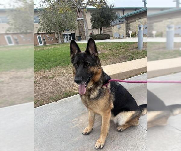 Medium Photo #1 German Shepherd Dog Puppy For Sale in Riverside, CA, USA