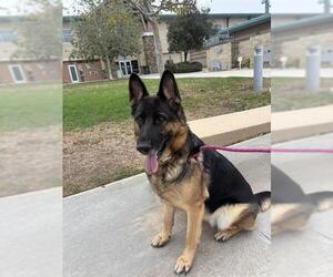 German Shepherd Dog Dogs for adoption in Riverside, CA, USA