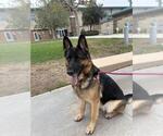 QUEENIE - Female German Shepherd Dog Dog for Adoption - Small photo