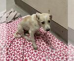 Small Catahoula Leopard Dog