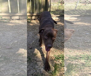 Labrador Retriever-Unknown Mix Dogs for adoption in Jackson, MS, USA