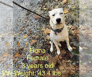 Australian Shepherd-Unknown Mix Dogs for adoption in Aurora, IN, USA