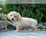 Puppy Taco Dachshund
