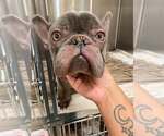 Small #1 French Bulldog