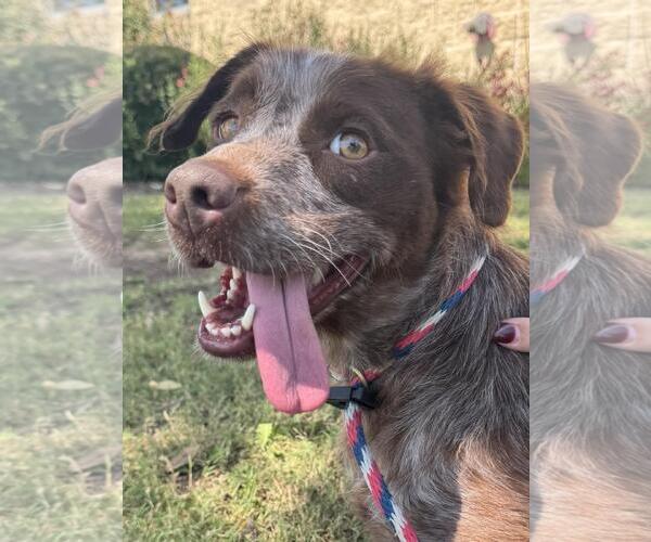 Medium Photo #12 Pointer-Unknown Mix Puppy For Sale in Rockwall, TX, USA