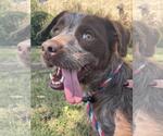 Small #11 Pointer Mix