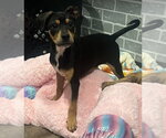 Small #1 Mutt