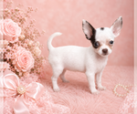 Small #4 Chihuahua