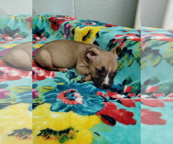 Medium Photo #2 Mutt Puppy For Sale in York, SC, USA