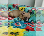Small #1 Mutt