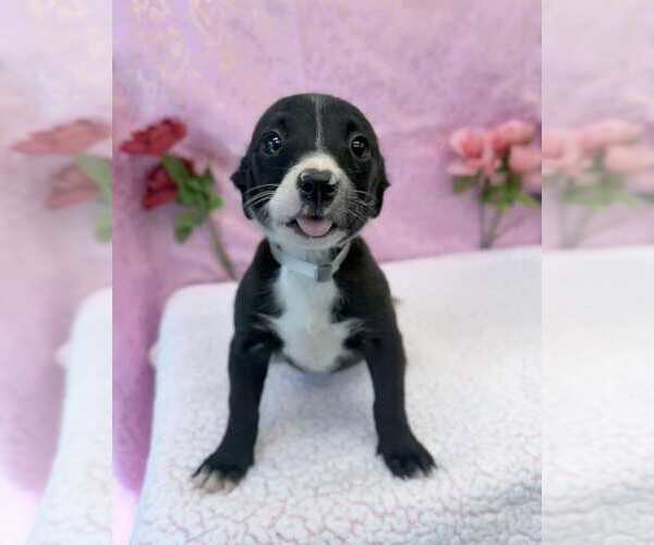 Medium Photo #1 Labrador Retriever-Unknown Mix Puppy For Sale in Lakewood, CO, USA