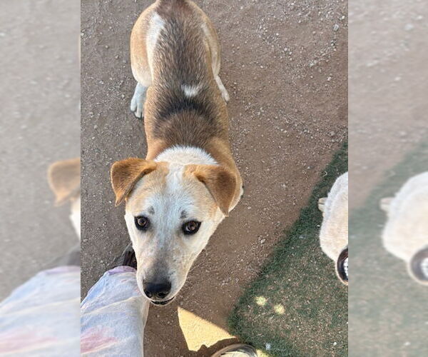 Medium Photo #3 Mutt Puppy For Sale in Apple Valley, CA, USA