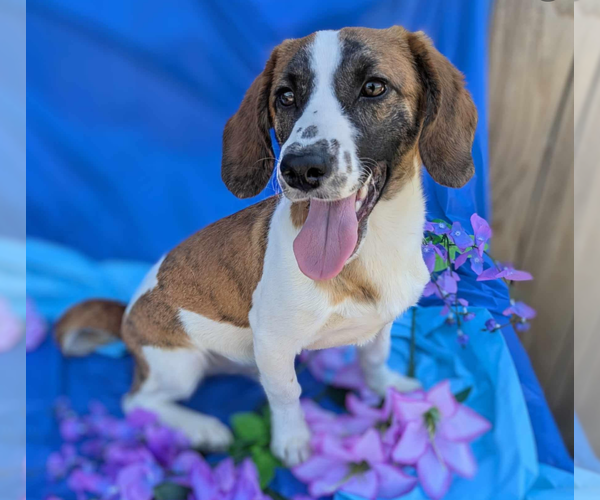 Medium Photo #2 Doxle Puppy For Sale in Fresno, CA, USA