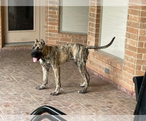 Presa Canario Puppy for Sale in EDINBURG, Texas USA