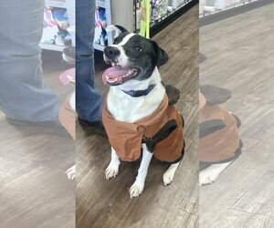 Bubbie - Male Mutt Dog for Adoption - Photo #5