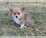 Small #5 Pembroke Welsh Corgi