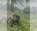 Puppy Puppy 9 Labrador Retriever