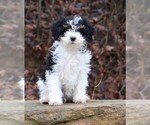 Small Photo #5 Miniature Bernedoodle Puppy For Sale in MARION CENTER, PA, USA