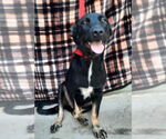 Small #4 Labrador Retriever Mix