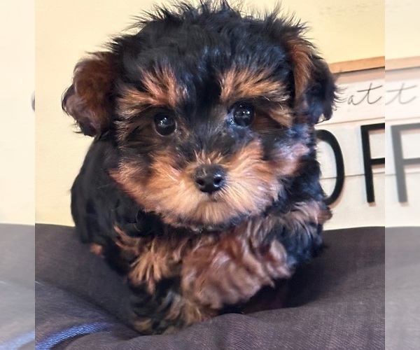 Medium Photo #2 Yorkipoo Puppy For Sale in MOUNT VERNON, OH, USA