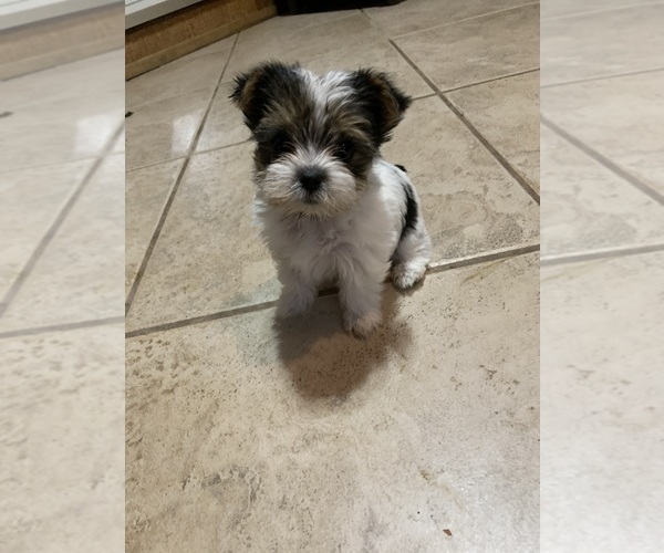 Medium Photo #1 Yorkshire Terrier Puppy For Sale in ALTA LOMA, TX, USA