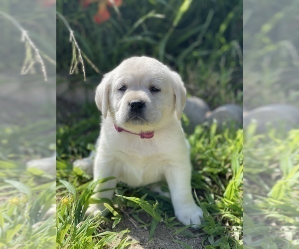 Medium Photo #3 Labrador Retriever Puppy For Sale in MORENO VALLEY, CA, USA