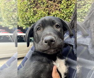 Australian Kelpie-Labrador Retriever Mix Dogs for adoption in San Diego, CA, USA