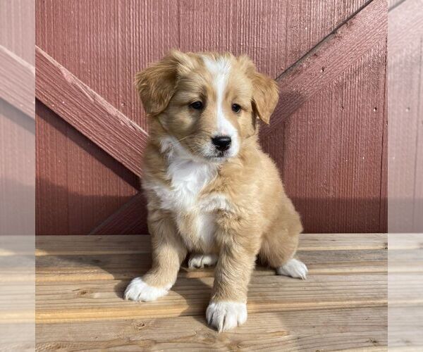 Medium Photo #1 Australian Mountain Dog Puppy For Sale in EAST EARL, PA, USA