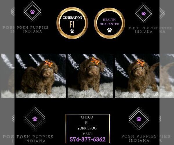 Medium Photo #6 YorkiePoo Puppy For Sale in WARSAW, IN, USA