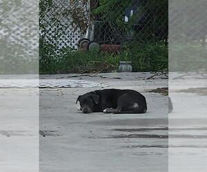 American Staffordshire Terrier-Unknown Mix Dogs for adoption in San Antonio, TX, USA