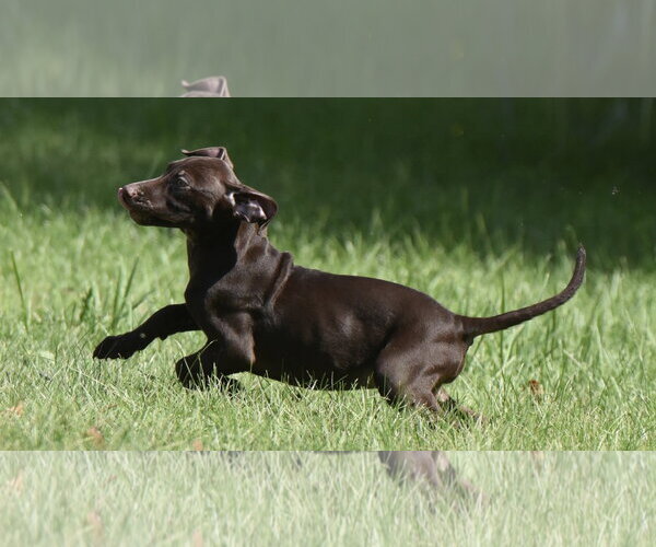 Medium Photo #4 Chocolate Labrador retriever-Pointer Mix Puppy For Sale in Mechanicsburg, PA, USA