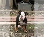 Small Photo #19 Olde English Bulldogge Puppy For Sale in CYNTHIANA, IN, USA