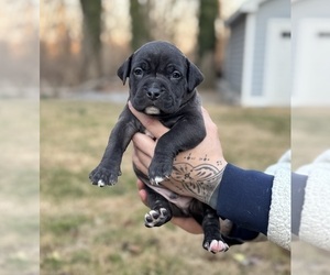 American Bully Puppy for sale in LANCASTER, PA, USA