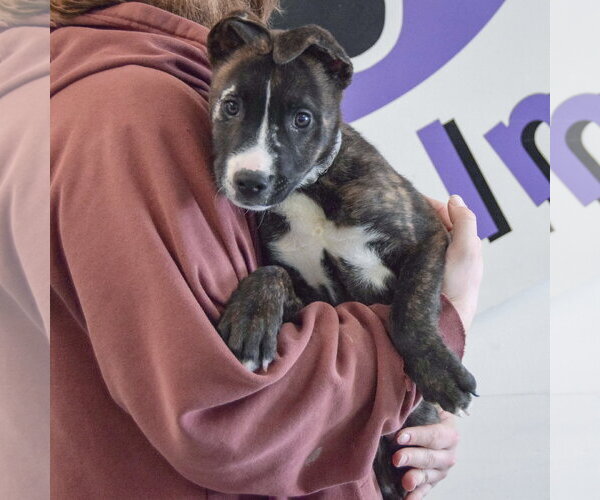 Medium Photo #10 Boxer-Bull Terrier Mix Puppy For Sale in Huntley, IL, USA