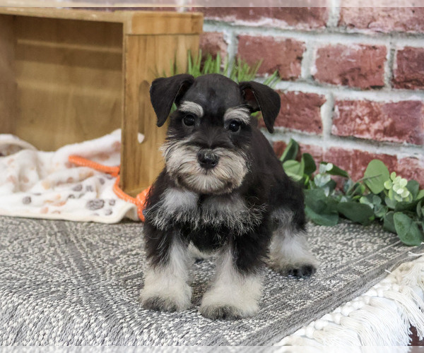 Medium Photo #3 Schnauzer (Miniature) Puppy For Sale in SYRACUSE, IN, USA