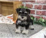 Small #2 Schnauzer (Miniature)