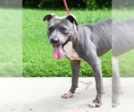 Small #6 American Pit Bull Terrier