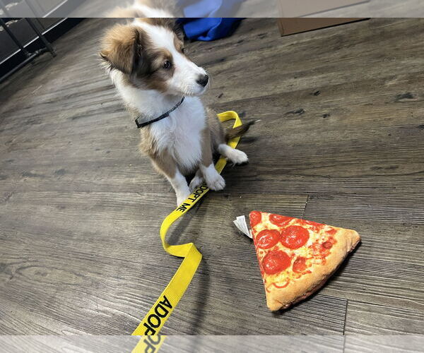 Medium Photo #10 Mutt Puppy For Sale in Columbus, OH, USA