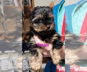 Yorkshire Terrier Puppy for Sale in CONKLIN, New York USA