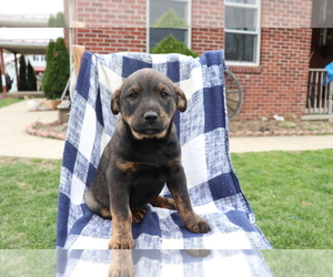 Norwegian Elkhound-Unknown Mix Puppy for sale in SHILOH, OH, USA