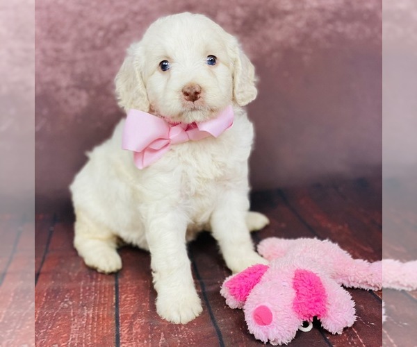 Medium Photo #2 Goldendoodle Puppy For Sale in ITASCA, TX, USA